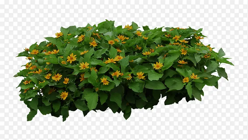 植物黄色花朵小灌木