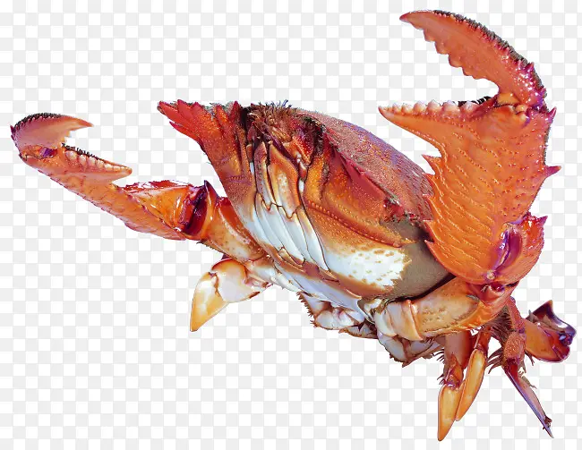 新鲜营养的海鲜螃蟹