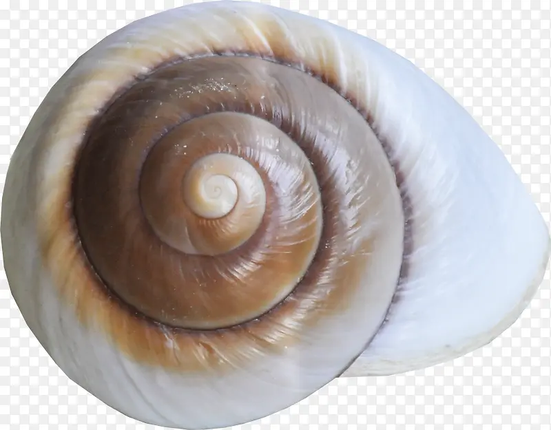 棕色花纹海螺