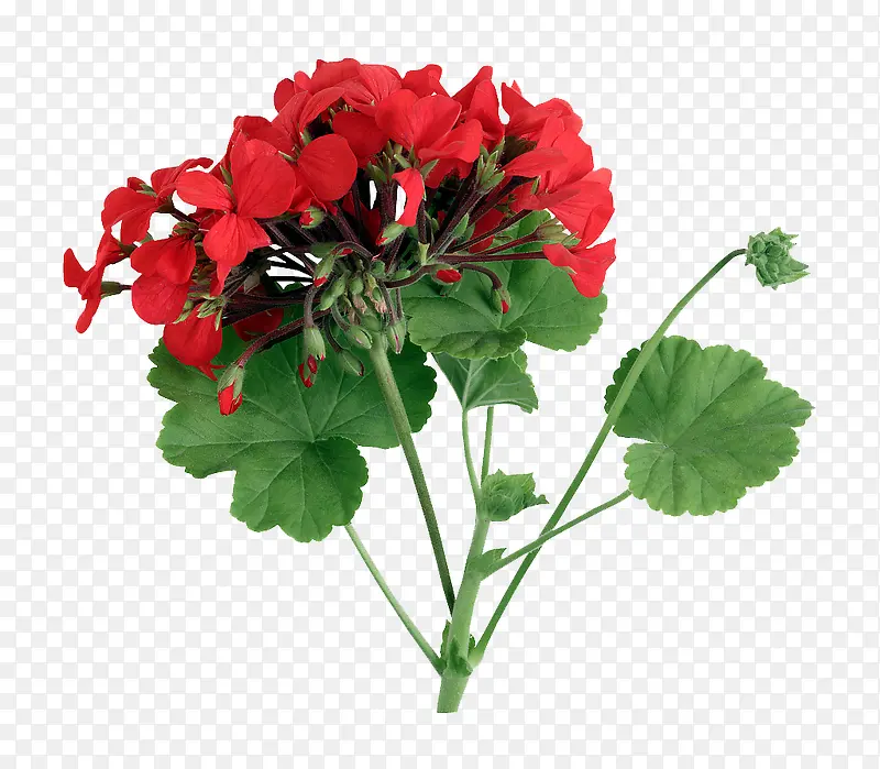 红色花瓣天竺葵