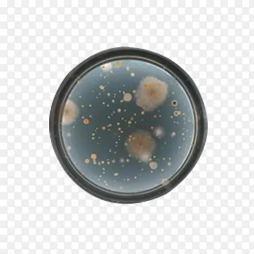 酵母菌与霉菌图片素材