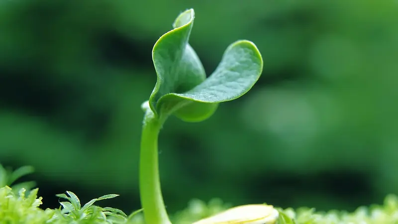 萌芽盛开高清壁纸