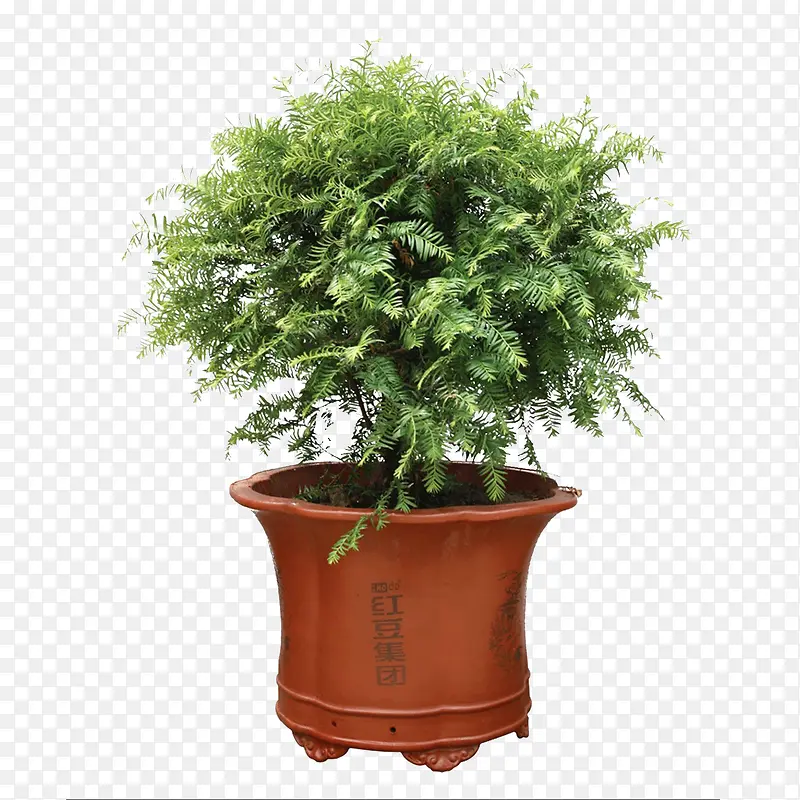 红豆杉盆景