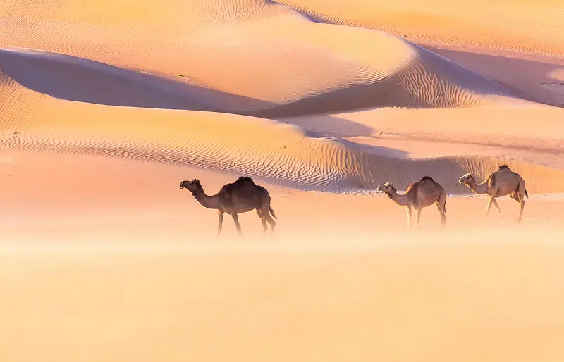 黄色沙漠里的骆驼