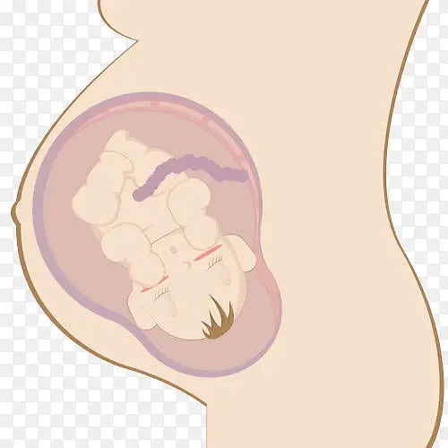 孕妇肚里的胎儿