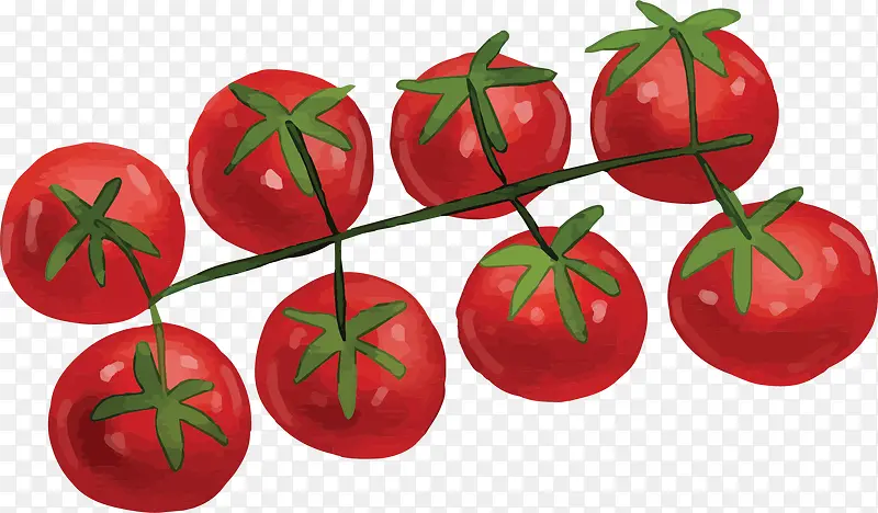 卡通红色食材番茄