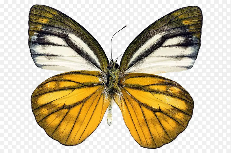 黄白斑纹蝴蝶