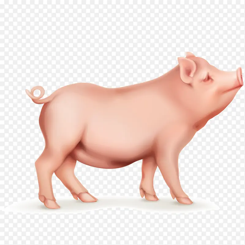 家畜小猪动物设计