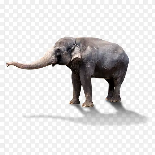 一只大象