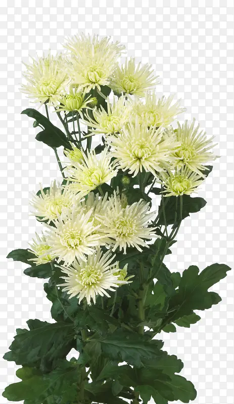 矢量花草素材花草