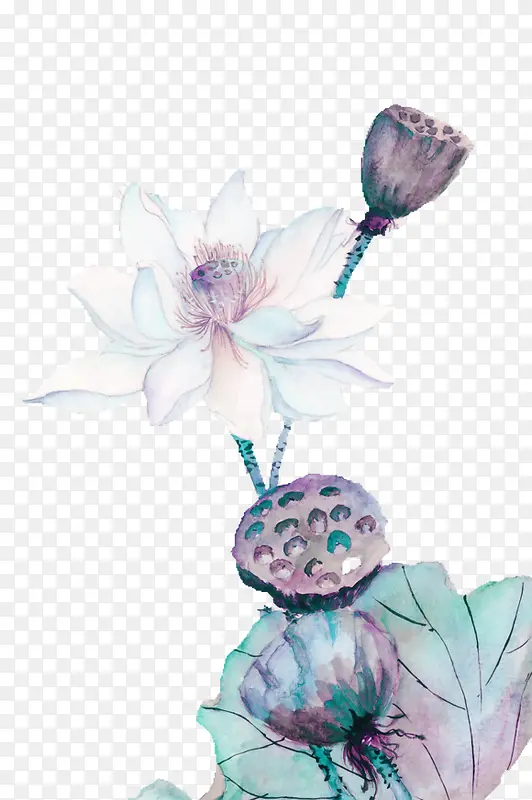 白色荷花莲蓬水彩装饰图案