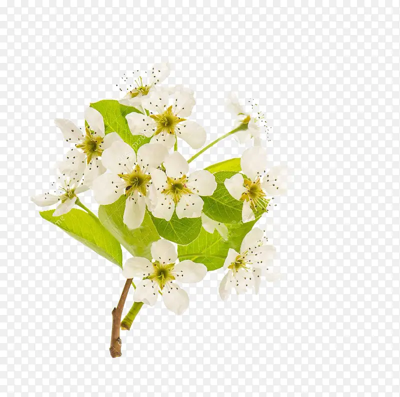 一枝梨花PNG图片素材下载_图片编号8275782-PNG素材网