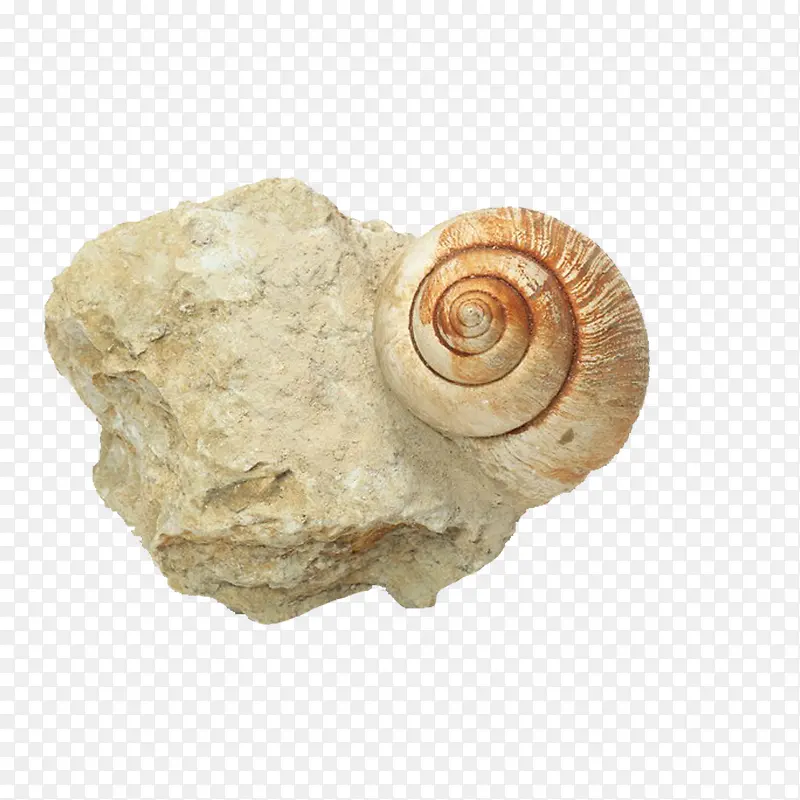 长在石头上的蜗牛化石