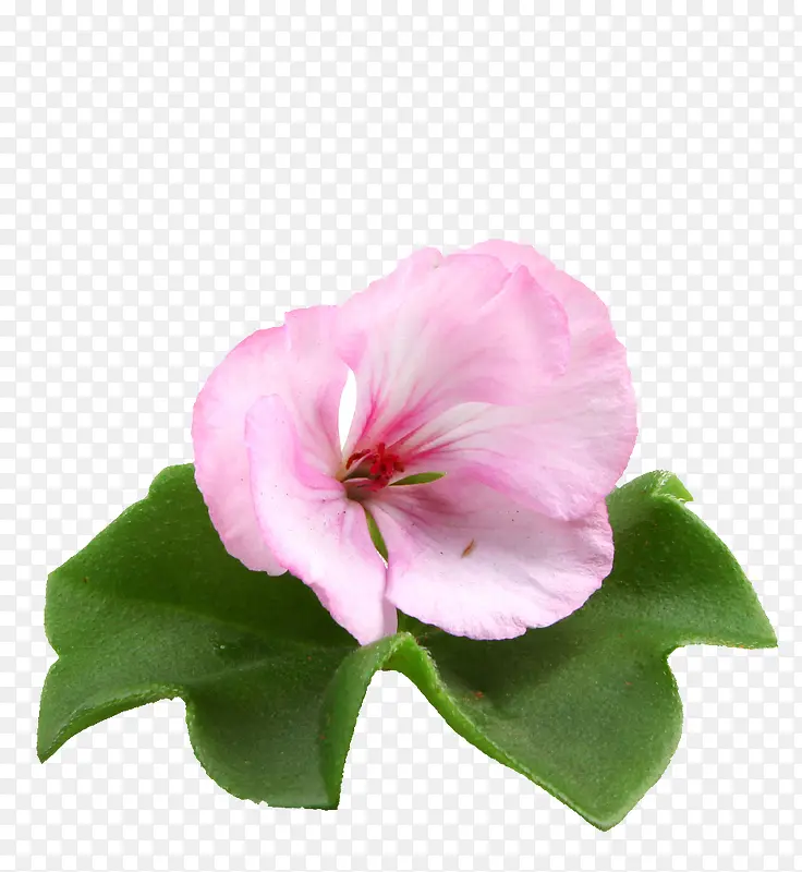 粉色花瓣天竺葵