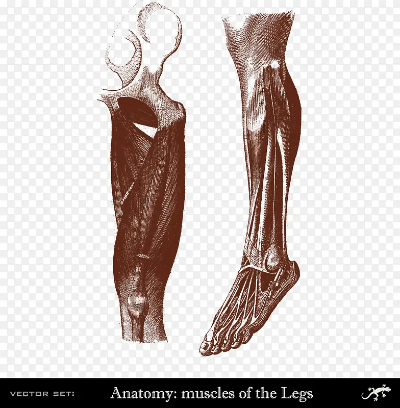 人体腿脚肌肉分布