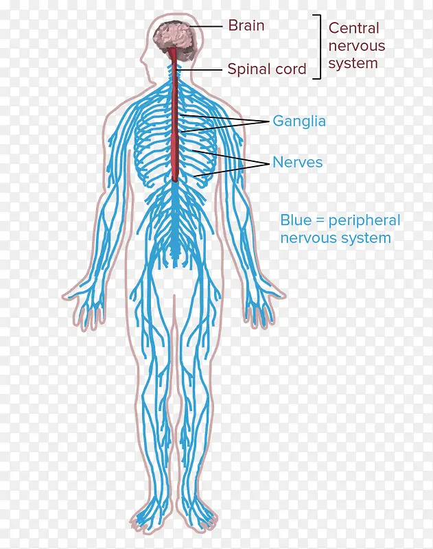 人体神经系统结构示意图