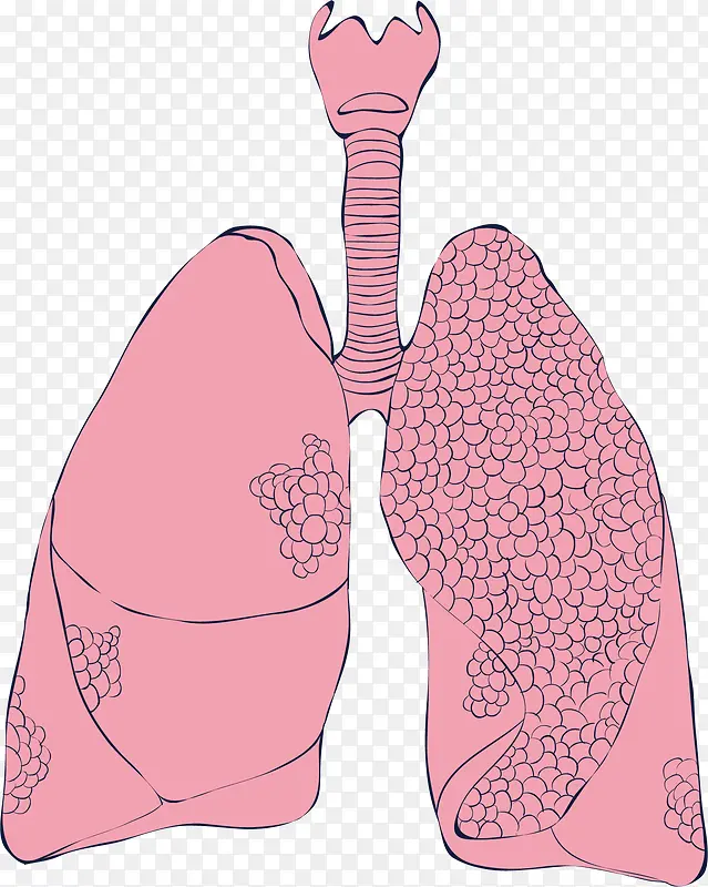 人体的粉色肺部器官
