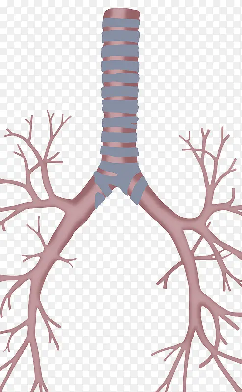 肺部支气管树