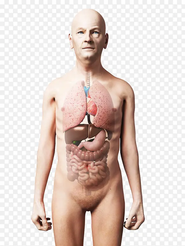 人体器官模型