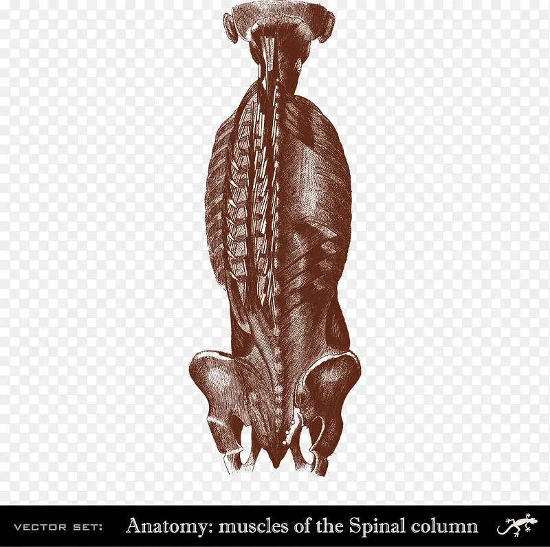 人体脊椎骨骼和肌肉分布