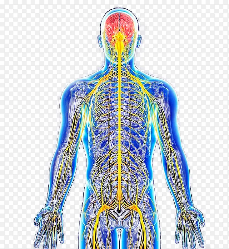 人体神经系统结构图正面