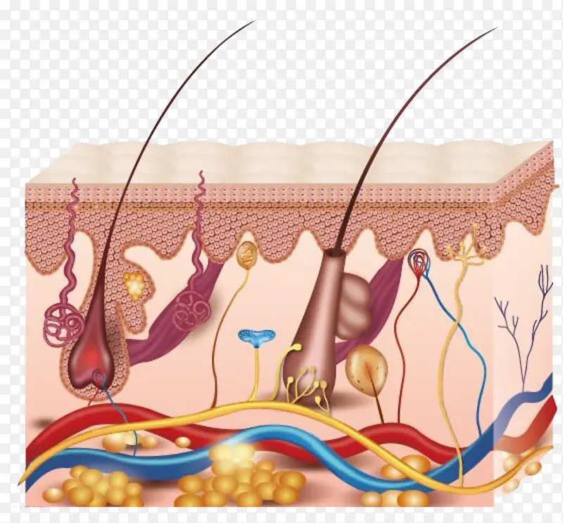 皮肤组织结构