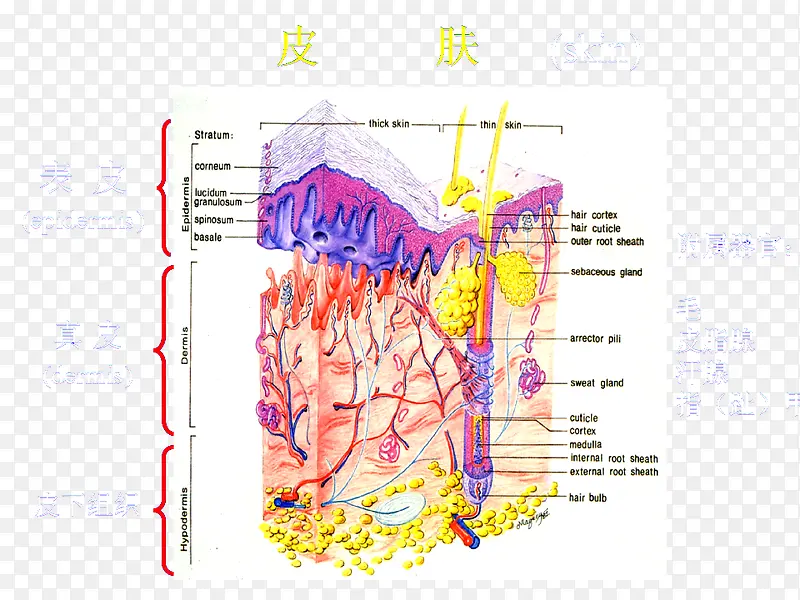 皮肤分析图