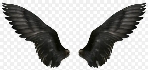 黑色的翅膀