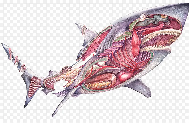 鲨鱼身体结构