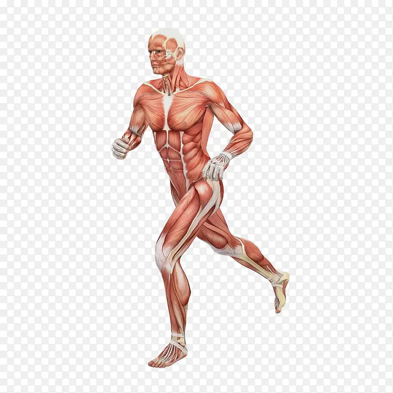 处于奔跑状态的人体肌肉构造