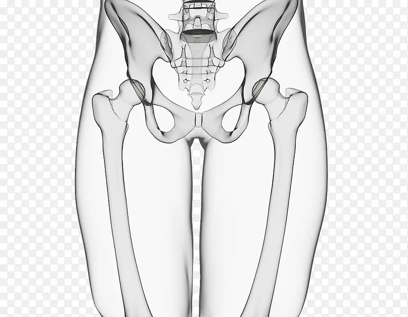 X光骨盆插图