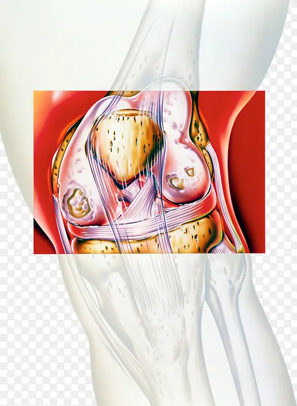 膝关节结构彩图