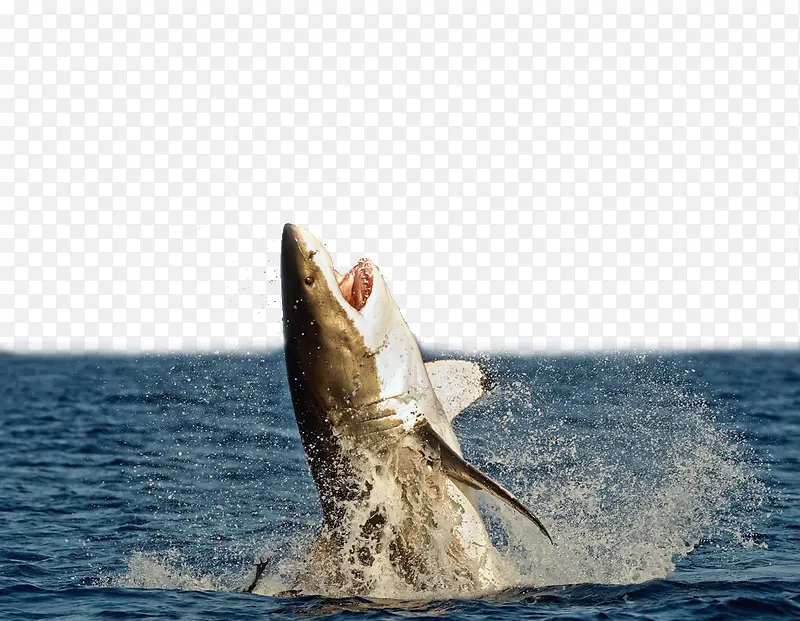 跃出海面的凶悍鲨鱼