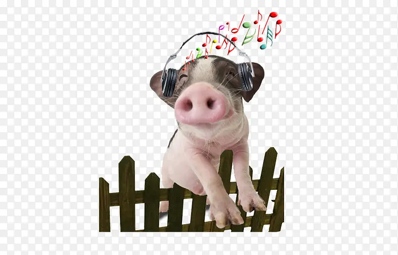 听音乐的猪儿