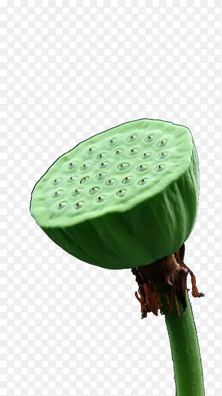 一支饱满的莲蓬