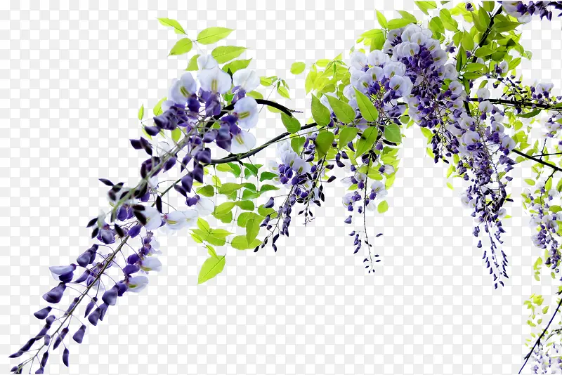一架美丽的紫藤