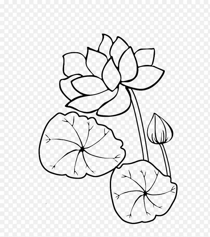 荷花