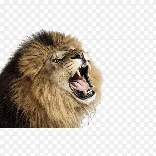 怒吼的狮子