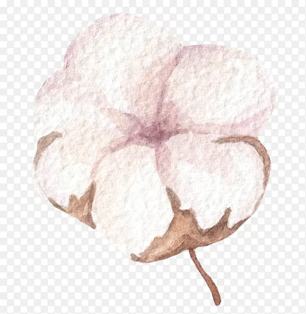 卡通手绘美丽的棉花