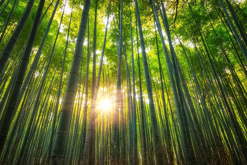 竹林清新日光绿树