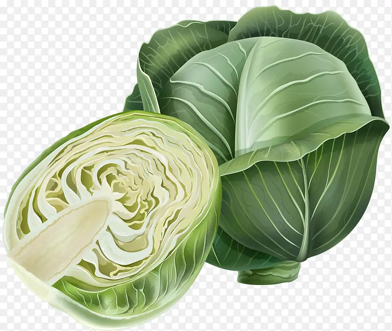 手撕包心菜