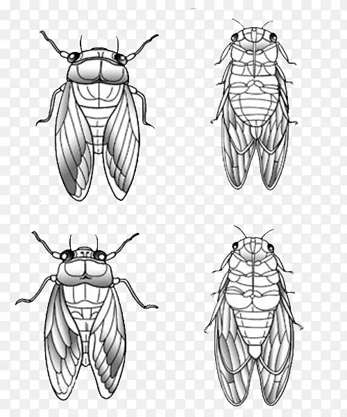 四只蝉矢量图