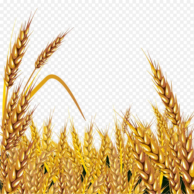 金色麦田小麦大丰收背景