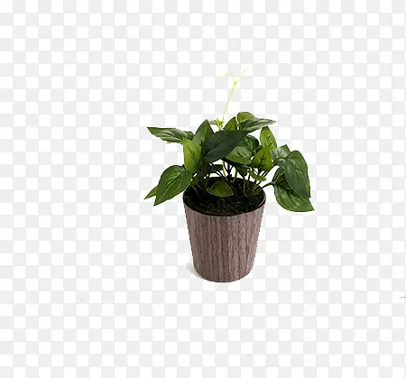 茂盛的盆栽