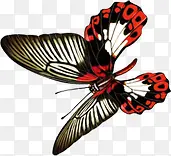 红黑相间纹路的蝴蝶素材