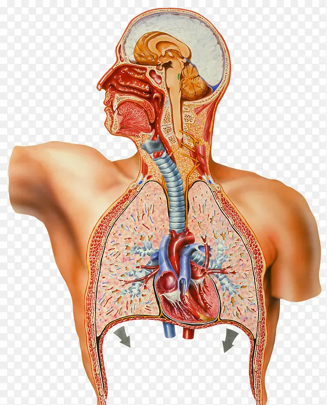 肺部结构横切面