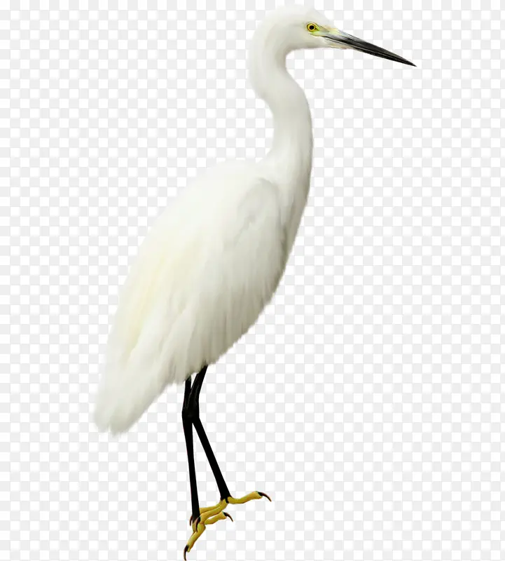 白色海鸟