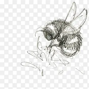 涂鸦蜜蜂