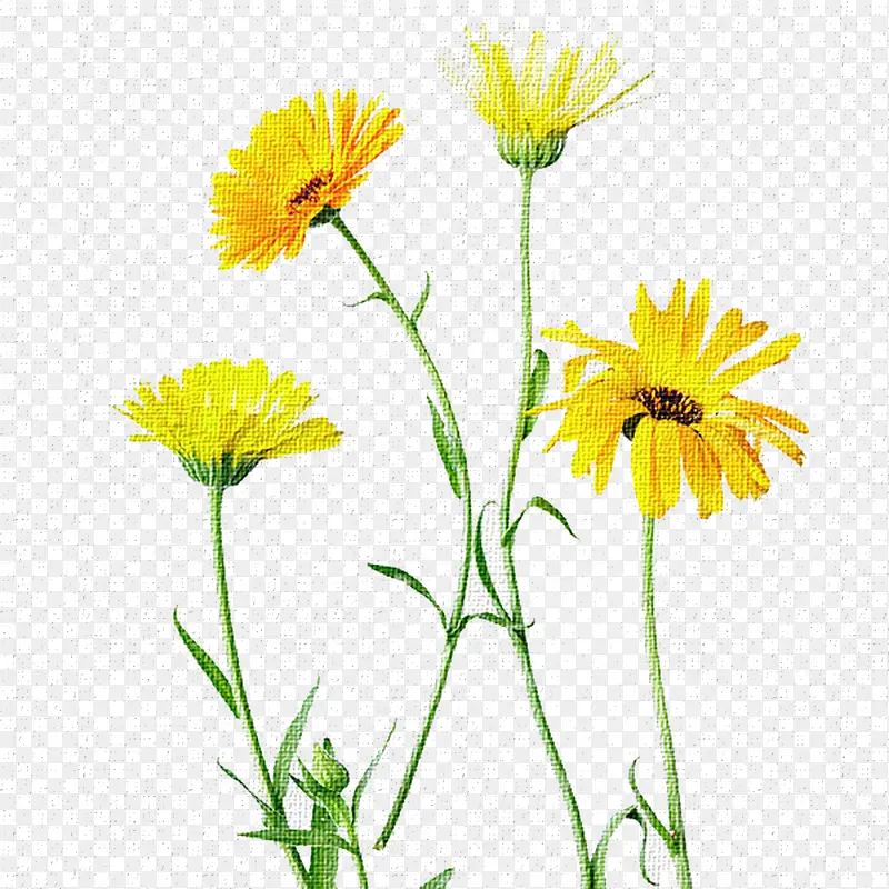 黄色小雏菊
