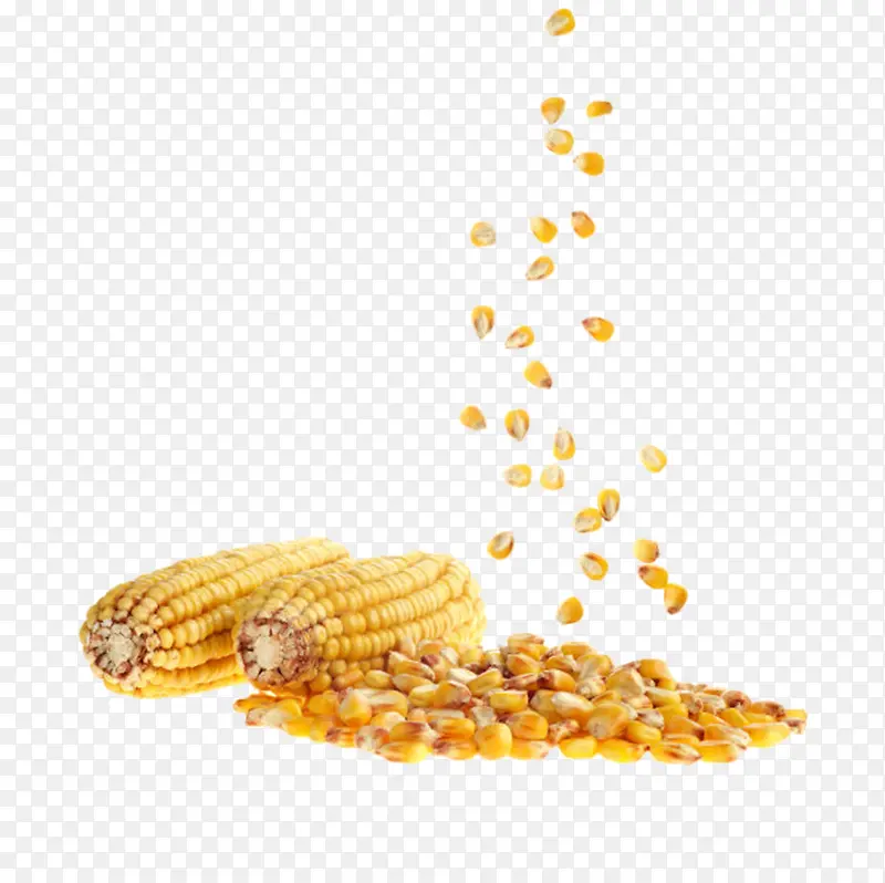 实物抛撒熟的玉米和玉米粒